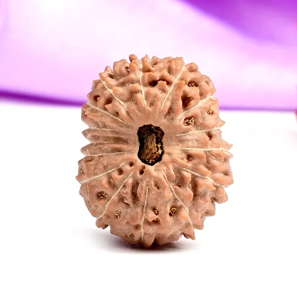 15_Mukhi_Rudraksha_Bead_Indonesia
