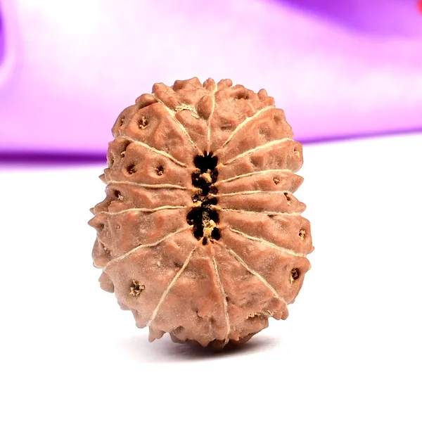 15_Mukhi_Rudraksha_Bead_Indonesia
