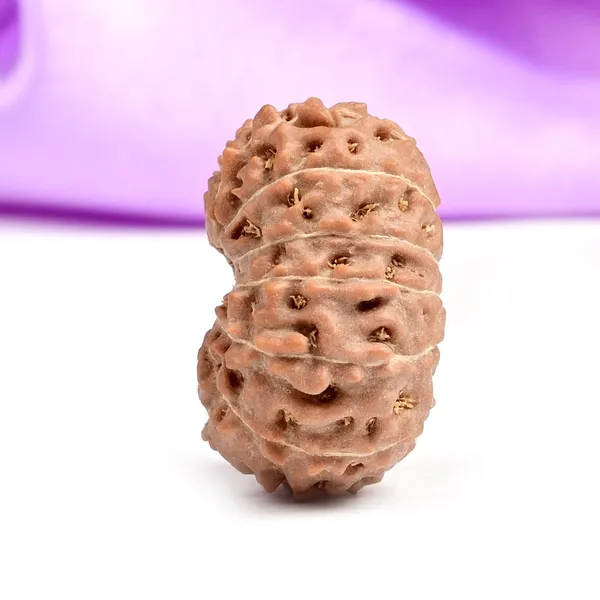 15_Mukhi_Rudraksha_Bead_Indonesia