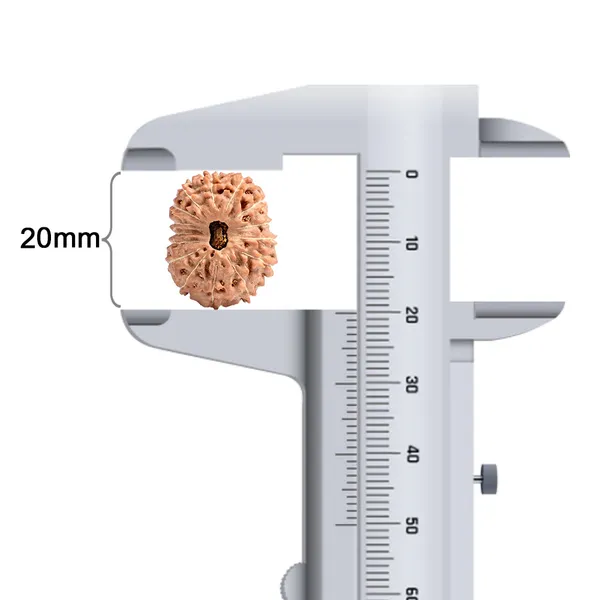 15_Mukhi_Rudraksha_Bead_Indonesia