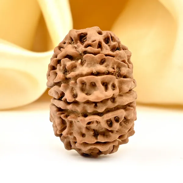 12_Mukhi_From_Nepal_Small_Dxi