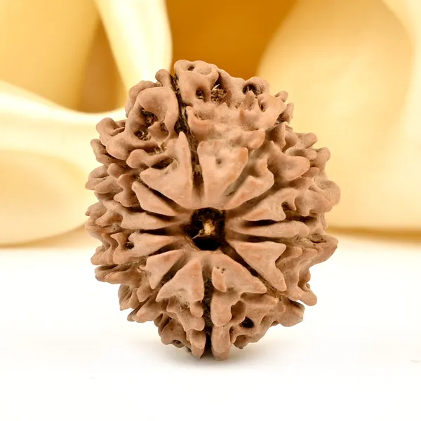 12_Mukhi_From_Nepal_Small_Dxi