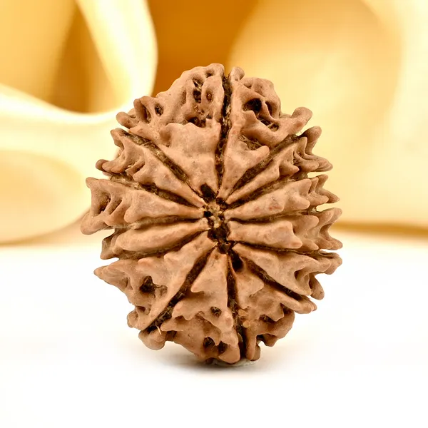 12_Mukhi_From_Nepal_Small_Dxi