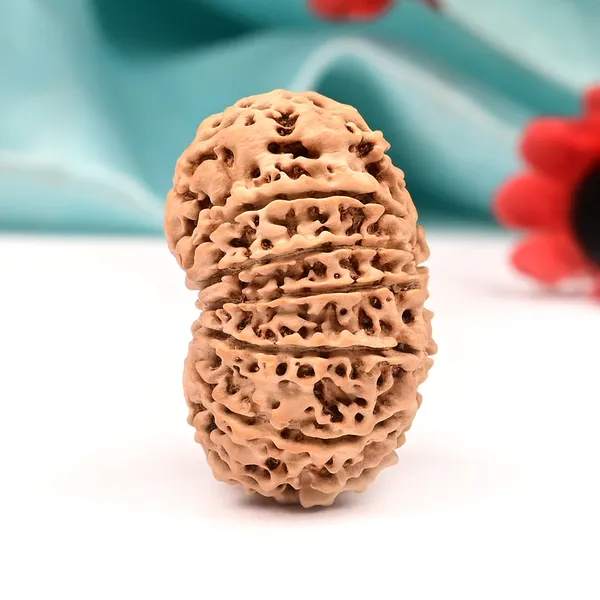 13_Mukhi_From_Nepal_Ccxi