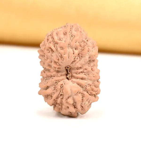 15_Mukhi_Java_Rudraksha_Bead_For_Emotional_Balance