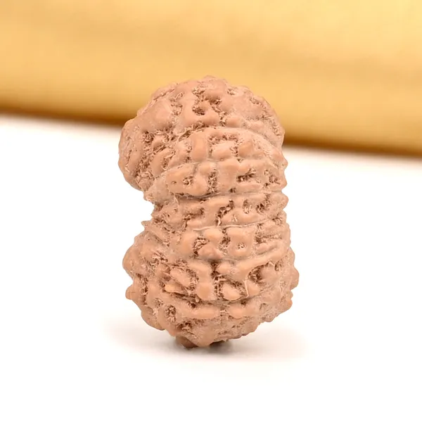 15_Mukhi_Java_Rudraksha_Bead_For_Emotional_Balance