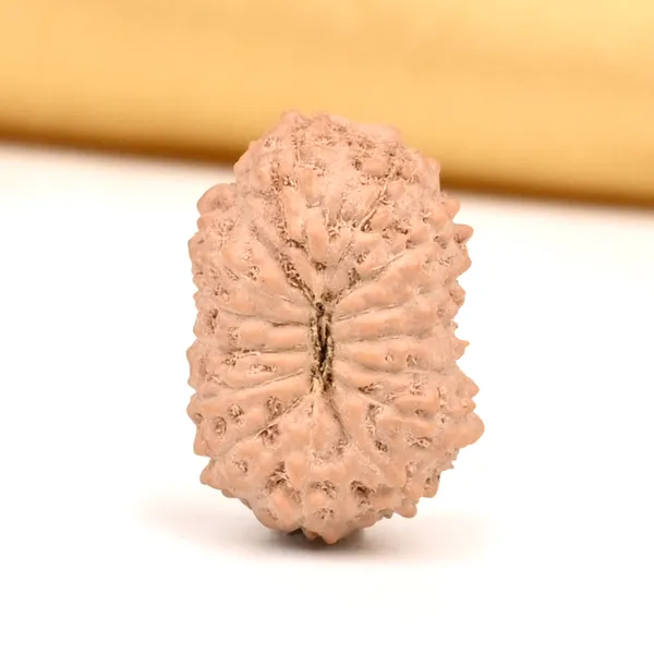 15_Mukhi_Java_Rudraksha_Bead_For_Emotional_Balance