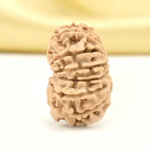 14_Mukhi_From_Nepal_Small_Cclvii
