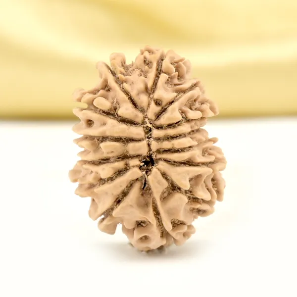 14_Mukhi_From_Nepal_Small_Cclvii