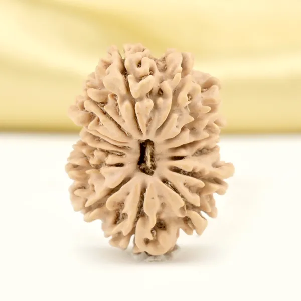 14_Mukhi_From_Nepal_Small_Cclvii