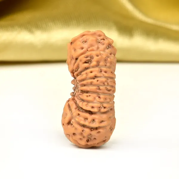 18_Mukhi_From_Java_Indonesia_Large_Cxxxv