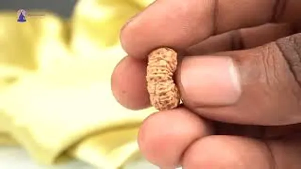 18_Mukhi_From_Java_Indonesia_Large_Cxxxv