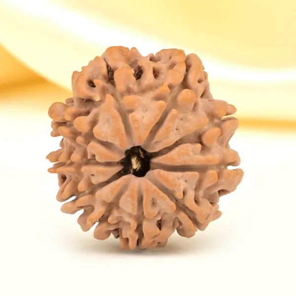 Techpandit_10_Mukhi_Rudraksha_Bead_Nepal