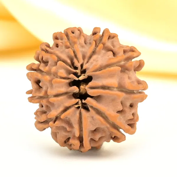Techpandit_10_Mukhi_Rudraksha_Bead_Nepal