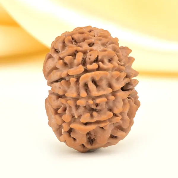 Techpandit_10_Mukhi_Rudraksha_Bead_Nepal