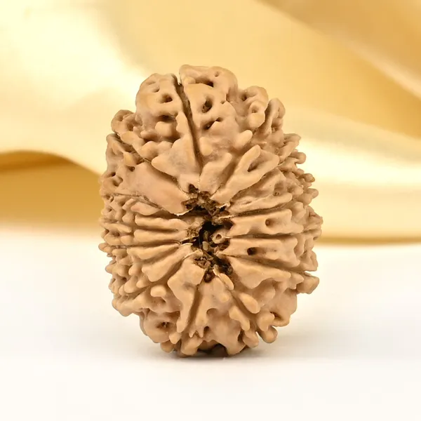 14_Mukhi_Rudraksha_Bead_Nepal_Small