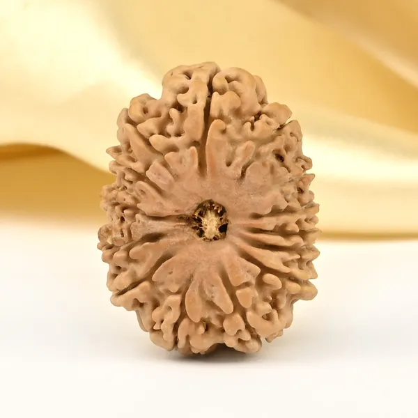 14_Mukhi_Rudraksha_Bead_Nepal_Small