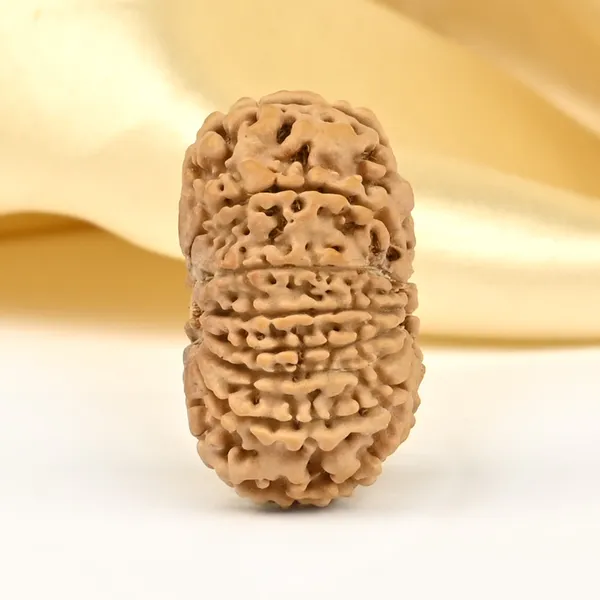 14_Mukhi_Rudraksha_Bead_Nepal_Small
