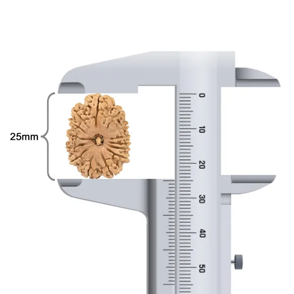 14_Mukhi_Rudraksha_Bead_Nepal_Small