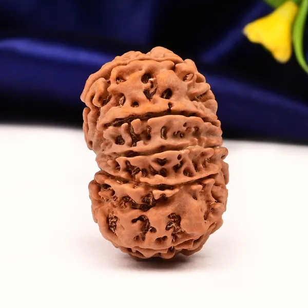 Techpandit_11_Mukhi_Nepal_Rudraksha_Bead_Brown_Large