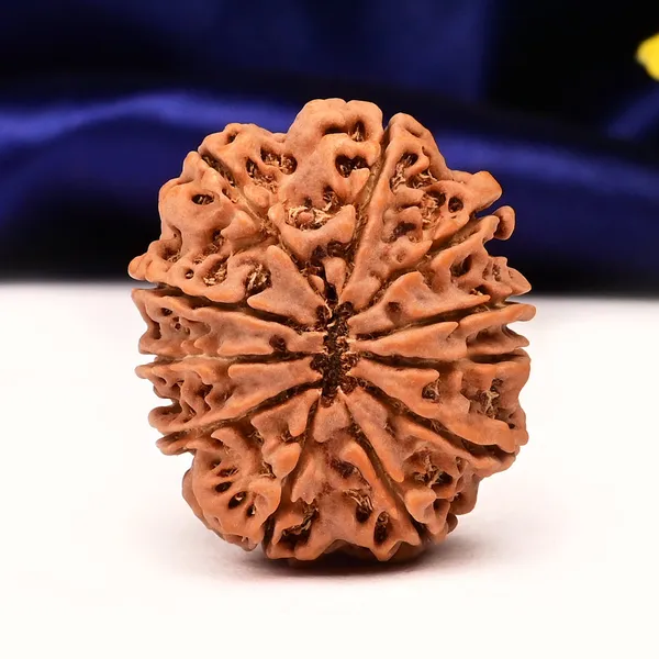 Techpandit_11_Mukhi_Nepal_Rudraksha_Bead_Brown_Large