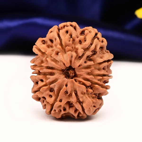 Techpandit_11_Mukhi_Nepal_Rudraksha_Bead_Brown_Large
