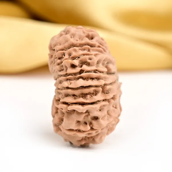 14_Mukhi_From_Nepal_Ccxxxii