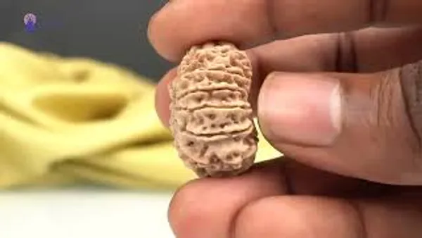 14_Mukhi_From_Nepal_Ccxxxii