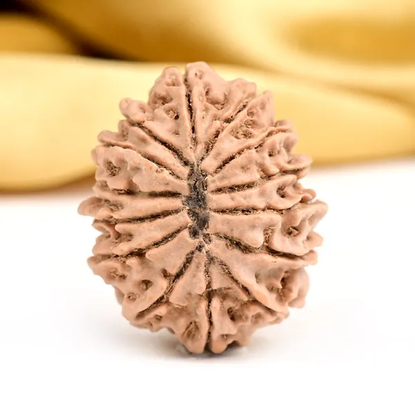 14_Mukhi_From_Nepal_Ccxxxii