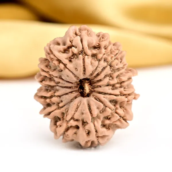 14_Mukhi_From_Nepal_Ccxxxii