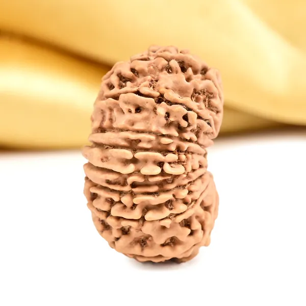16_Mukhi_From_Nepal_Small_Xxxvii