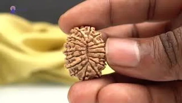 16_Mukhi_From_Nepal_Small_Xxxvii