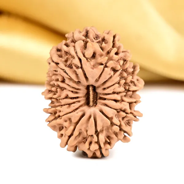 16_Mukhi_From_Nepal_Small_Xxxvii