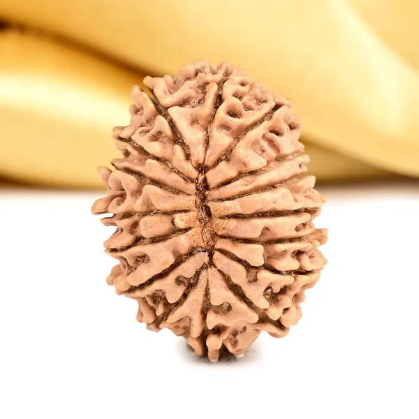 16_Mukhi_From_Nepal_Small_Xxxvii