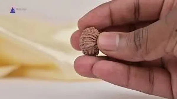 14_Mukhi_Rudraksha_Bead_Nepal_Tiny
