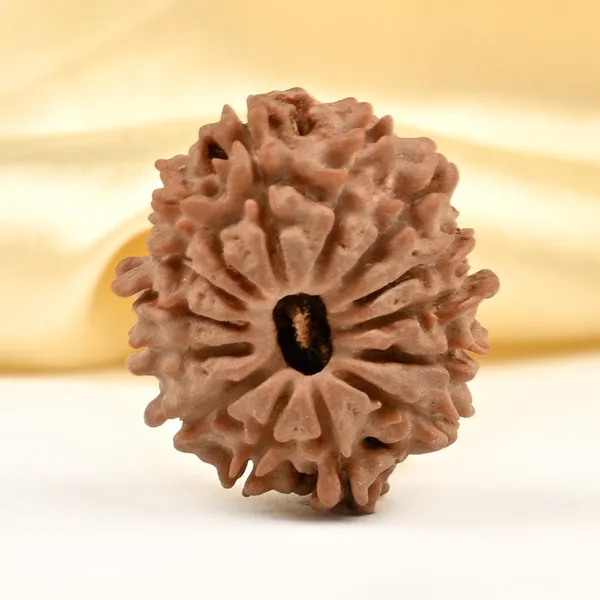 14_Mukhi_Rudraksha_Bead_Nepal_Tiny