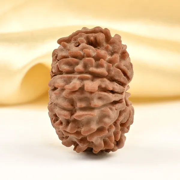 14_Mukhi_Rudraksha_Bead_Nepal_Tiny