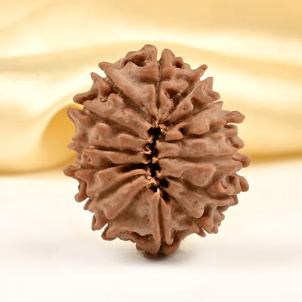 14_Mukhi_Rudraksha_Bead_Nepal_Tiny