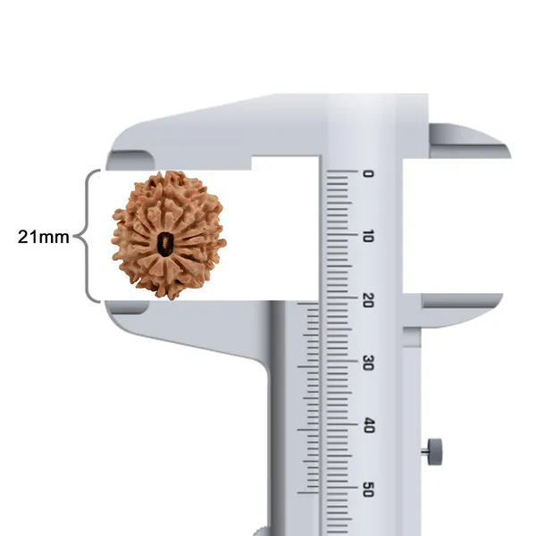 14_Mukhi_Rudraksha_Bead_Nepal_Tiny
