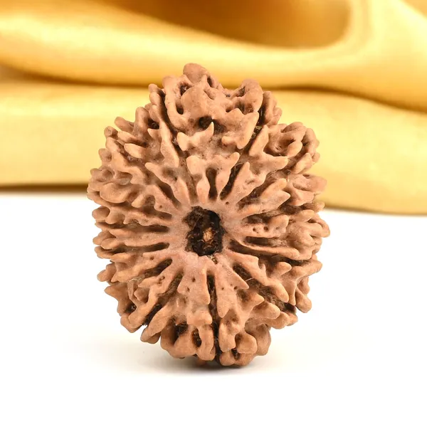 14_Mukhi_From_Nepal_Large_Cvii