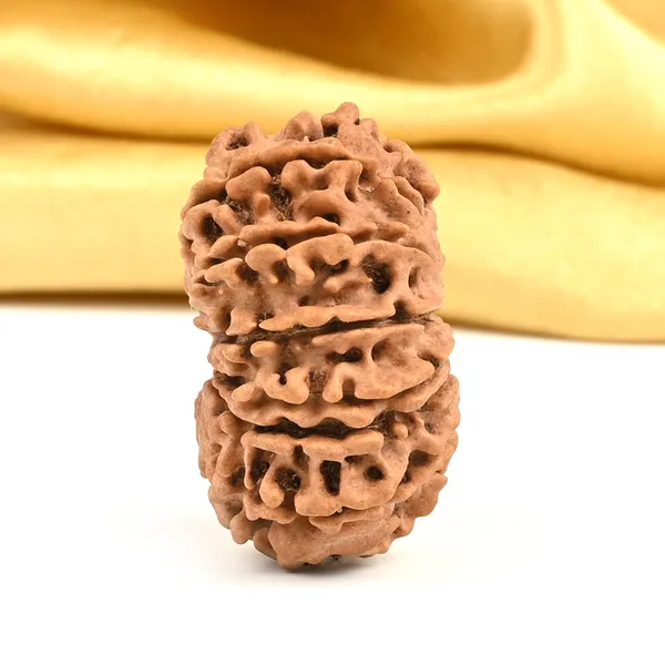 14_Mukhi_From_Nepal_Large_Cvii