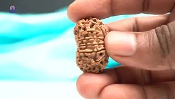 14_Mukhi_From_Nepal_Large_Cvii