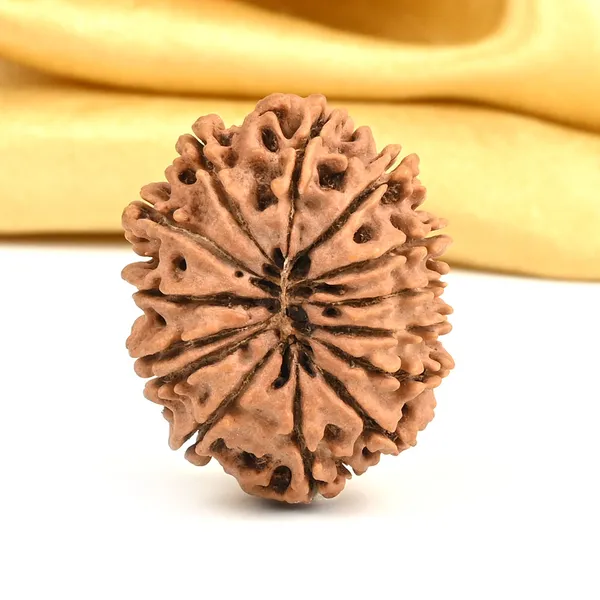14_Mukhi_From_Nepal_Large_Cvii