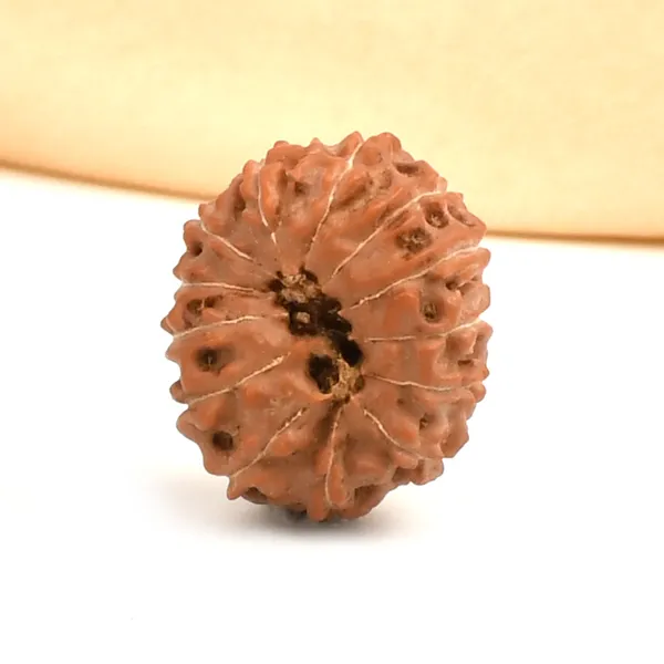 13_Mukhi_From_Java_Indonesia_Ccvii