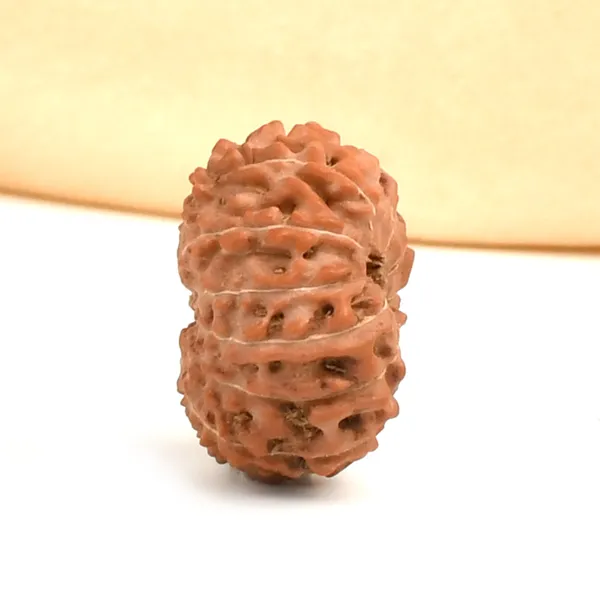 13_Mukhi_From_Java_Indonesia_Ccvii