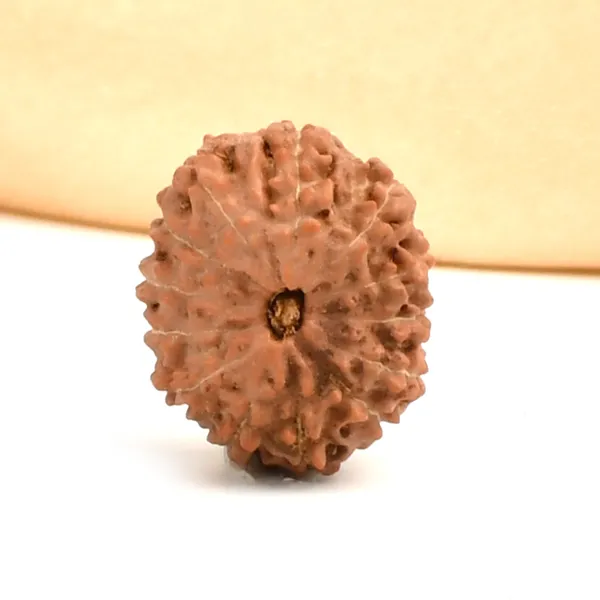 13_Mukhi_From_Java_Indonesia_Ccvii