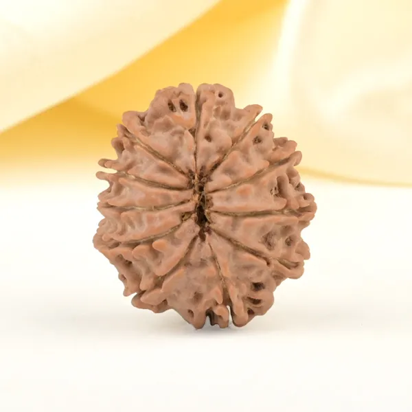 Techpandit_11_Mukhi_Rudraksha_Bead_Nepal_Origin