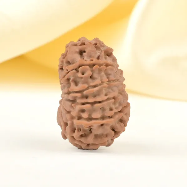 Techpandit_11_Mukhi_Rudraksha_Bead_Nepal_Origin