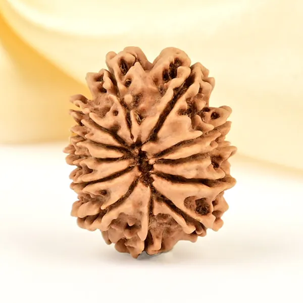 12_Mukhi_From_Nepal_Small_Cdlxv