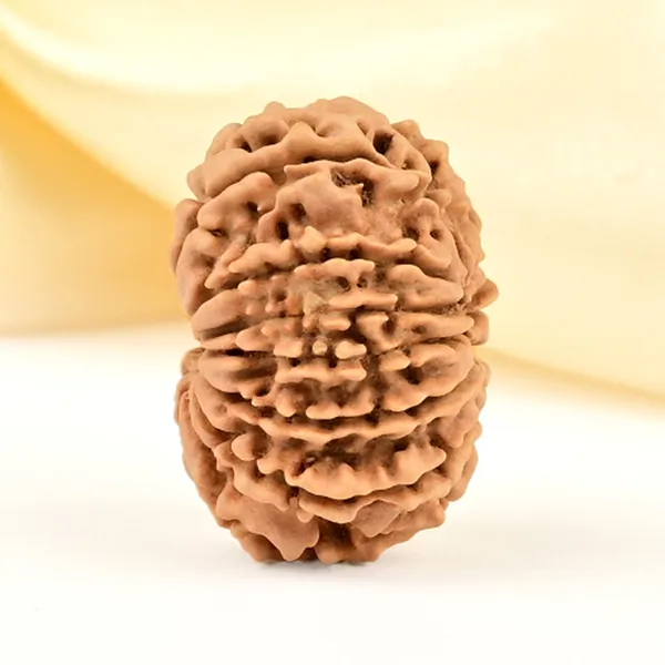 12_Mukhi_From_Nepal_Small_Cdlxv